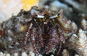 Banda Sea 2018 - DSC05928_rc - Dark knee hermit crab - Bernard lermite des recifs - Dardanus logopodes